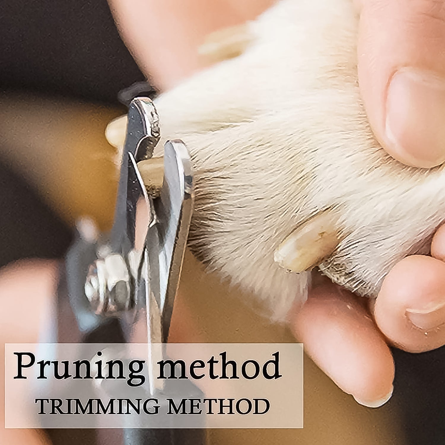 Pet Nail Clipper and Nail File Grooming Kit for Dogs and Cats (Mix Color / 2 Pc) (Stock:-6800)